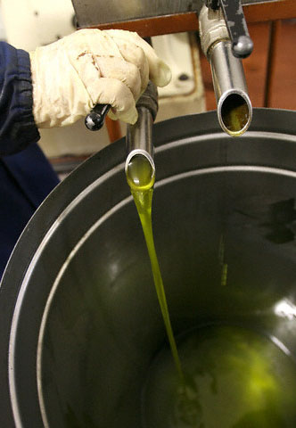 making olive oil