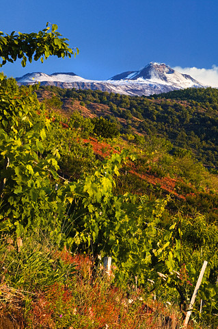 vineyard in Etna
